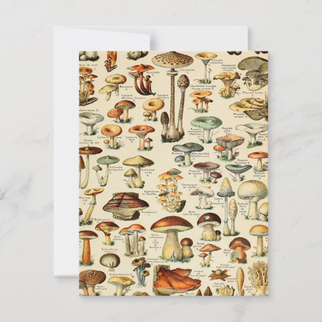 Mushroom Collection  Card (Front)