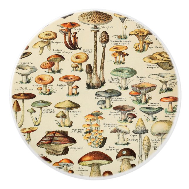 Mushroom Collection   Ceramic Knob (Front)