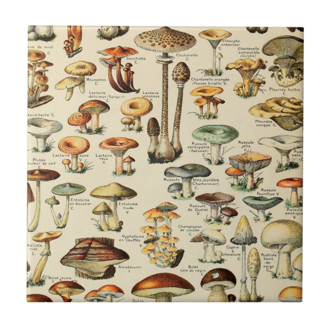 Mushroom Collection    Ceramic Tile (Front)