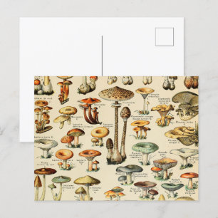 Mushroom Collection  Postcard