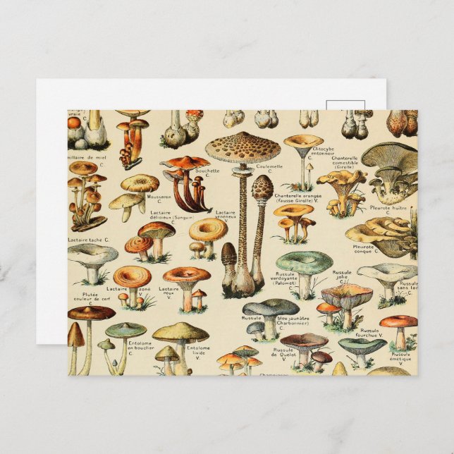 Mushroom Collection  Postcard (Front/Back)