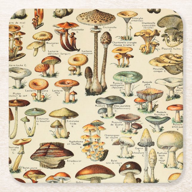 Mushroom Collection  Square Paper Coaster (Front)