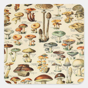 Mushroom Collection  Square Sticker
