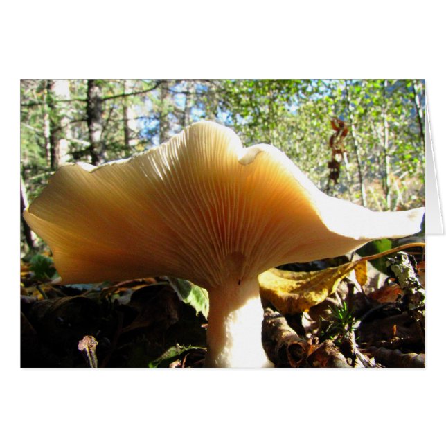 Mushroom Enjoying the Sunshine (Front Horizontal)