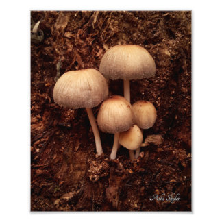 Mushroom Family Photo Print