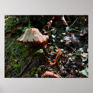 Mushroom Forest Poster