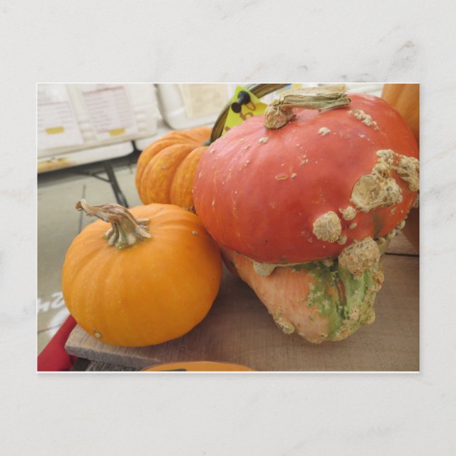 Mushroom Gourd Postcard (Front)