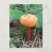 Mushroom Holiday Postcard