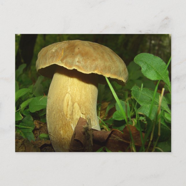 Mushroom in forest close up postcard (Front)