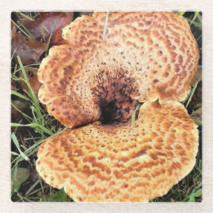 Mushroom in the Forest Glass Coaster