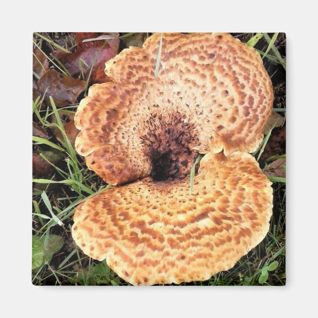 Mushroom in the Forest Magnet (Front)