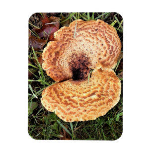 Mushroom in the Forest Magnet
