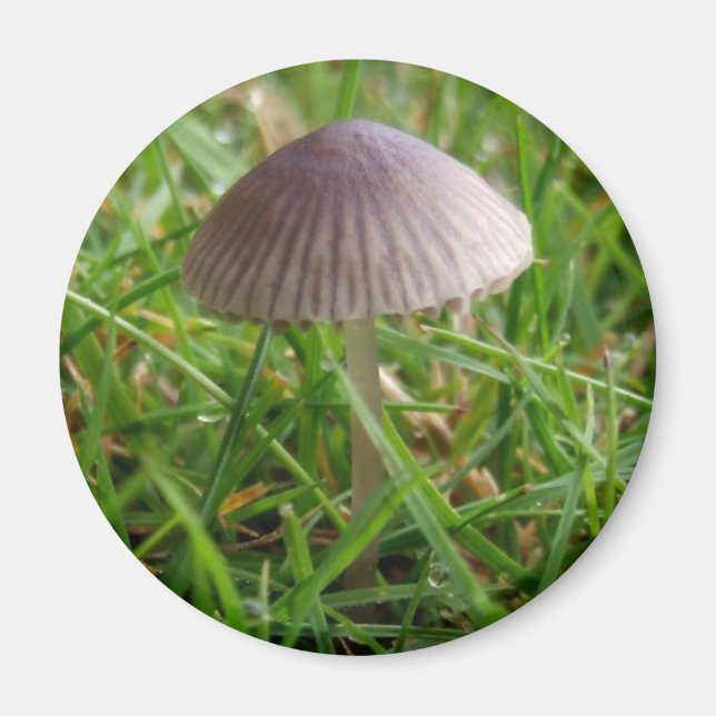 Mushroom Magnet (Front)