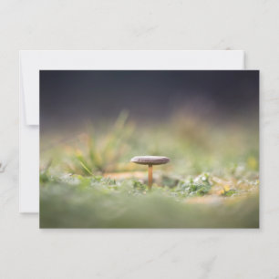 Mushroom Nature Photo Card