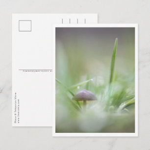 Mushroom Nature Photo Postcard