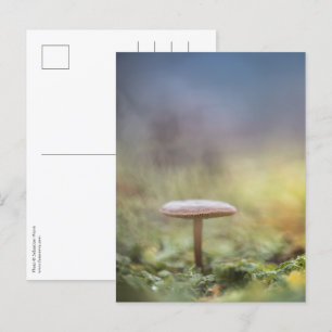 Mushroom Nature Photo Postcard