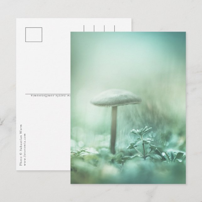 Mushroom Nature Photo Postcard (Front/Back)