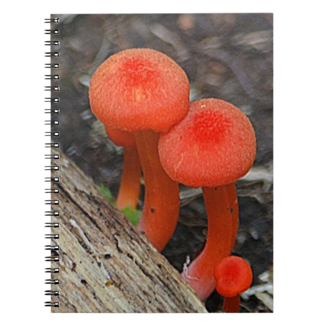 Mushroom Notebook (Front)
