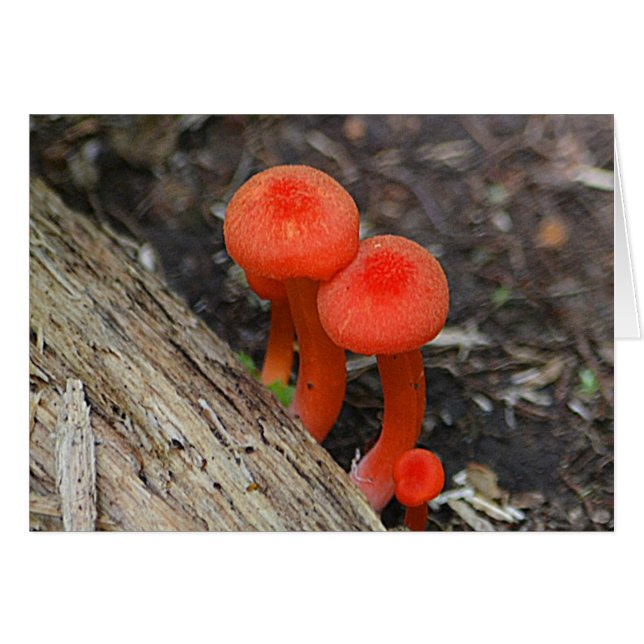 Mushroom Notecard (Front Horizontal)
