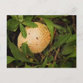 Mushroom on a forest floor postcard