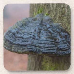 Mushroom on a tree trunk in the forest coaster