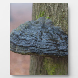 Mushroom on a tree trunk in the forest plaque