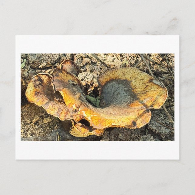 Mushroom Photo Postcard (Front)