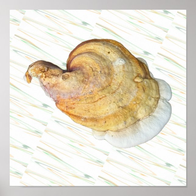 Mushroom Photo Poster (Front)