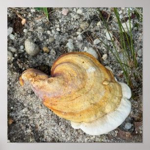 Mushroom Photo Poster