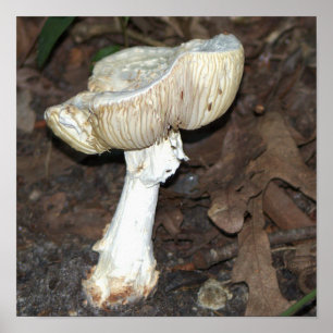 Mushroom Photo Poster