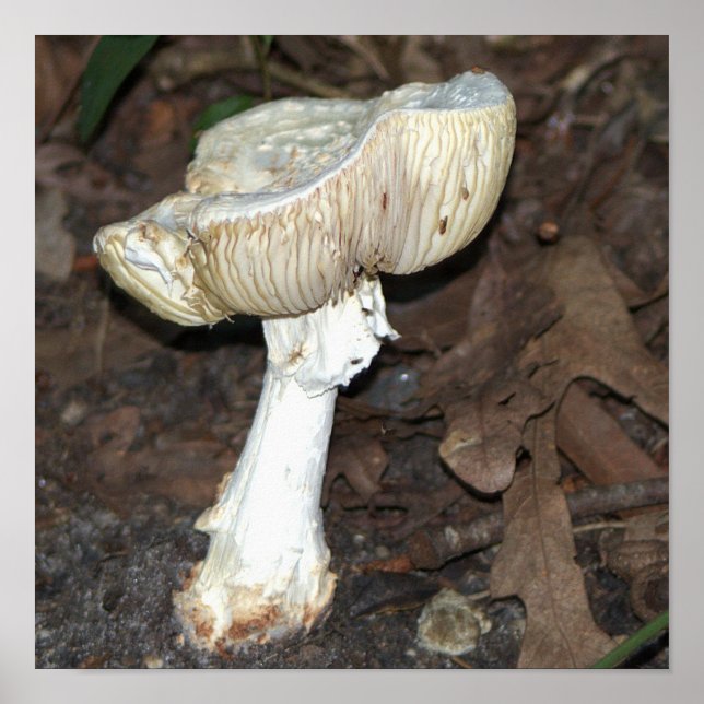 Mushroom Photo Poster (Front)