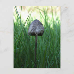 Mushroom Postcard