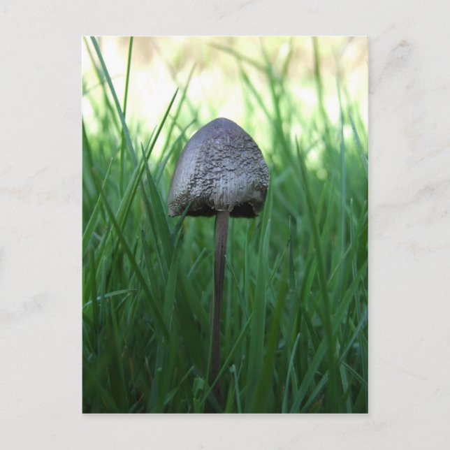 Mushroom Postcard (Front)