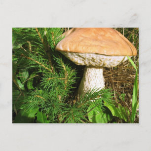 Mushroom Postcard
