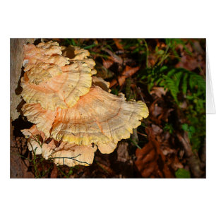Mushroom Postcard