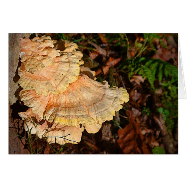 Mushroom Postcard (Front Horizontal)
