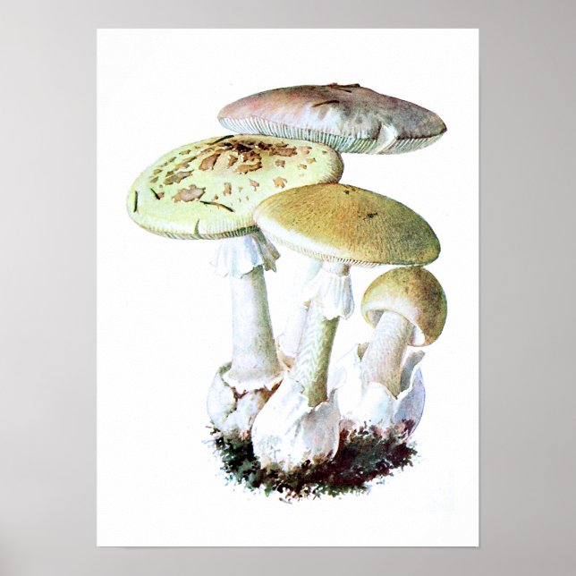 Mushroom Poster (Front)