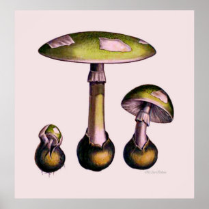 Mushroom Poster Series Fifth Of Eight