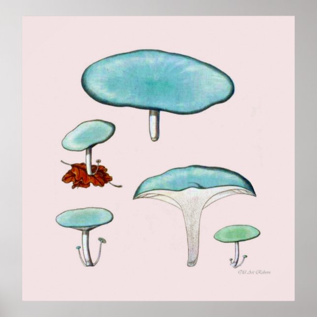 Mushroom Poster Series Third Of Eight (Front)