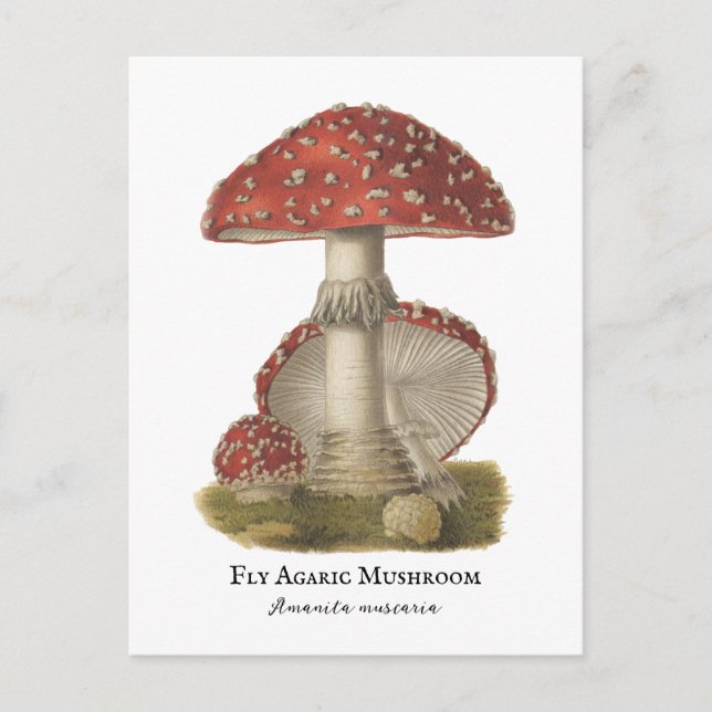 Mushroom Red Magic Vintage 1800s  Postcard (Front)