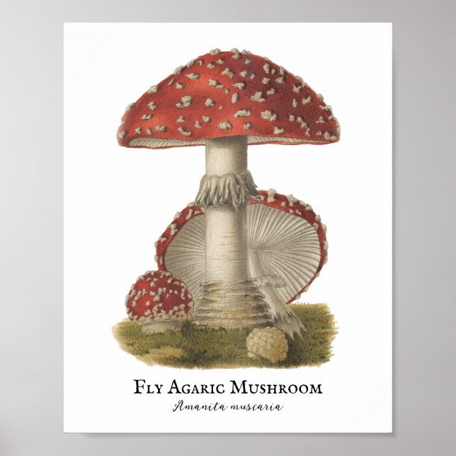 Mushroom Red Magic Vintage 1800s  Poster (Front)