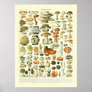 Mushroom Science Illustration - Adolphe Millot Poster