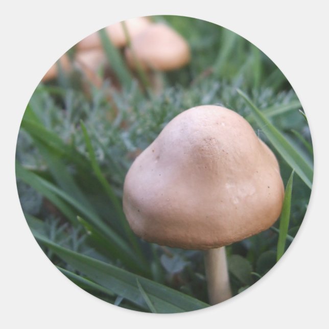 Mushroom Stickers (Front)