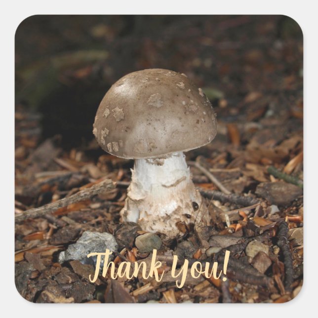 mushroom thank You Square Sticker (Front)