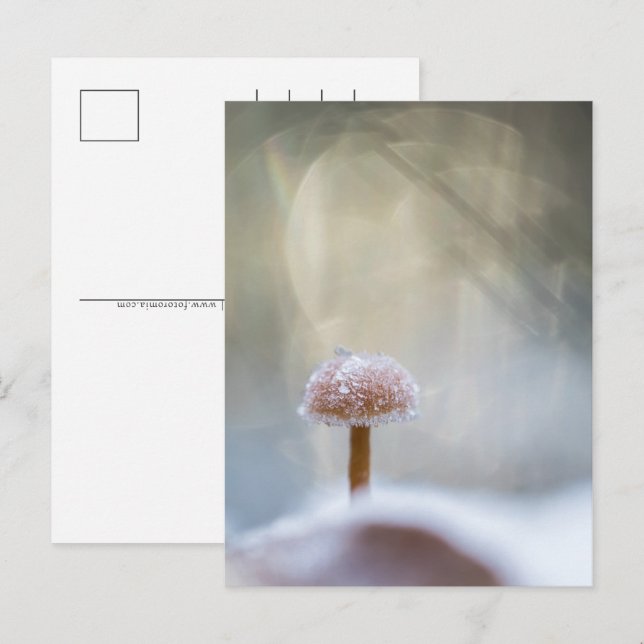 Mushroom Winter Photo Holiday Postcard (Front/Back)