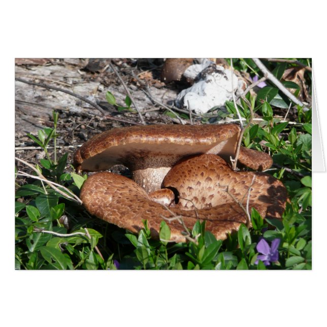 Mushrooms (Front Horizontal)