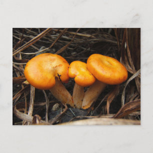 Mushrooms 299 ~ postcard