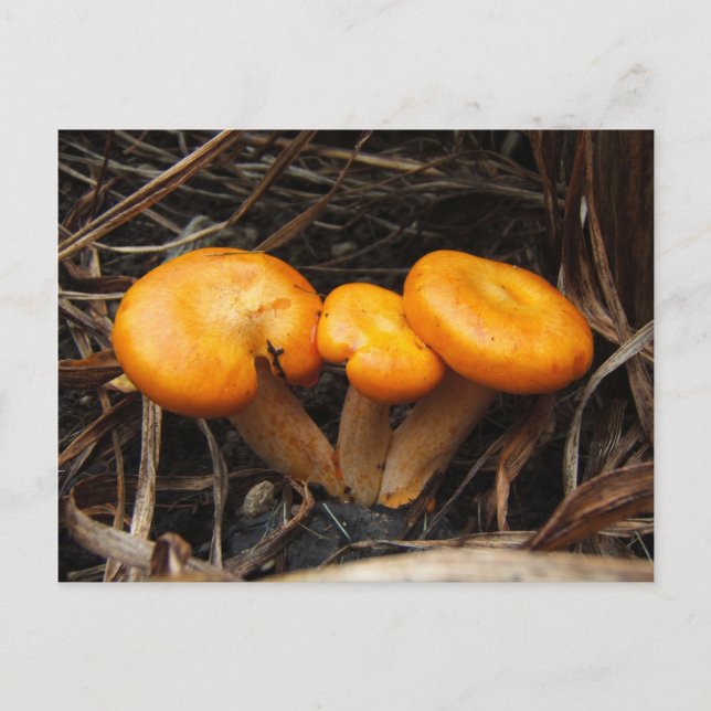 Mushrooms 299 ~ postcard (Front)