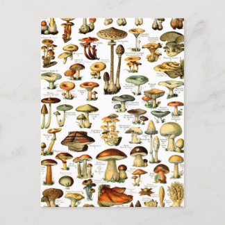 MUSHROOMS 4  POSTCARD