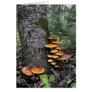 Mushrooms - 5" x 7" Art Card